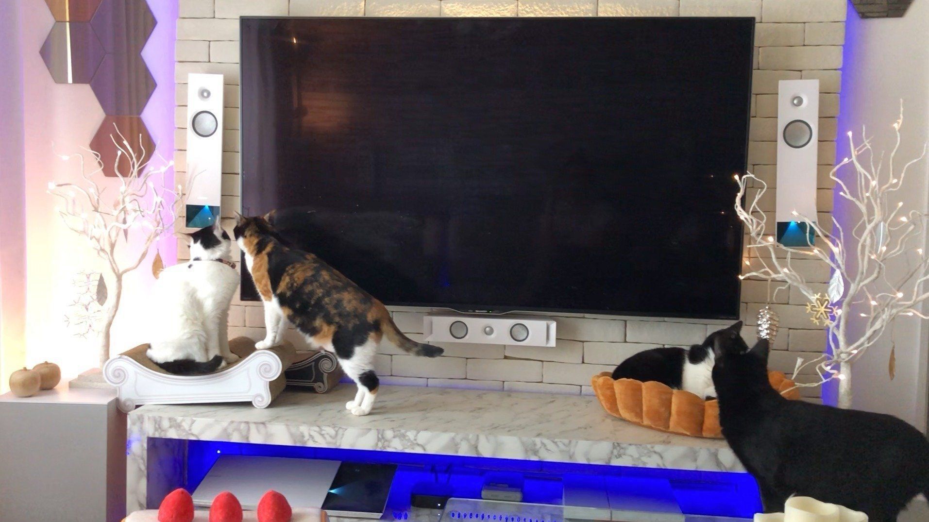 ねこますたー 猫マスターによる“猫のためだけ”の曲、ついに完成！【リュックと愉快な