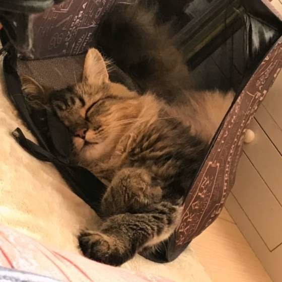 すやすや眠るラガマフィン