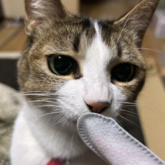 日本ネコの夏鈴ちゃん