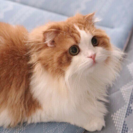 スコティッシュフォールドのさくらちゃん♪