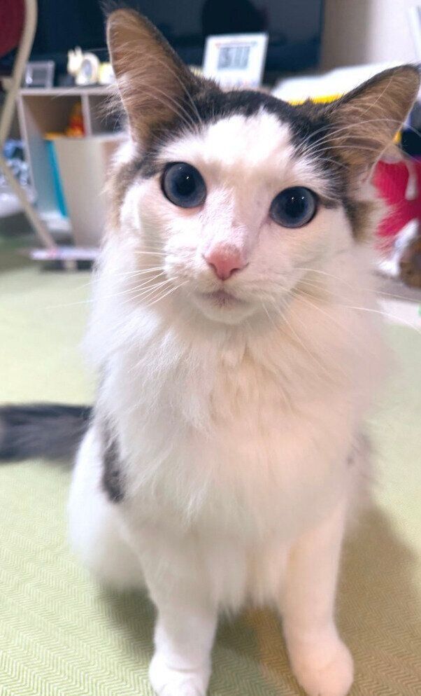 見つめる快斗くん