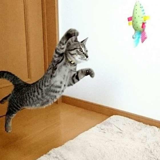 ジャンプするキジトラ