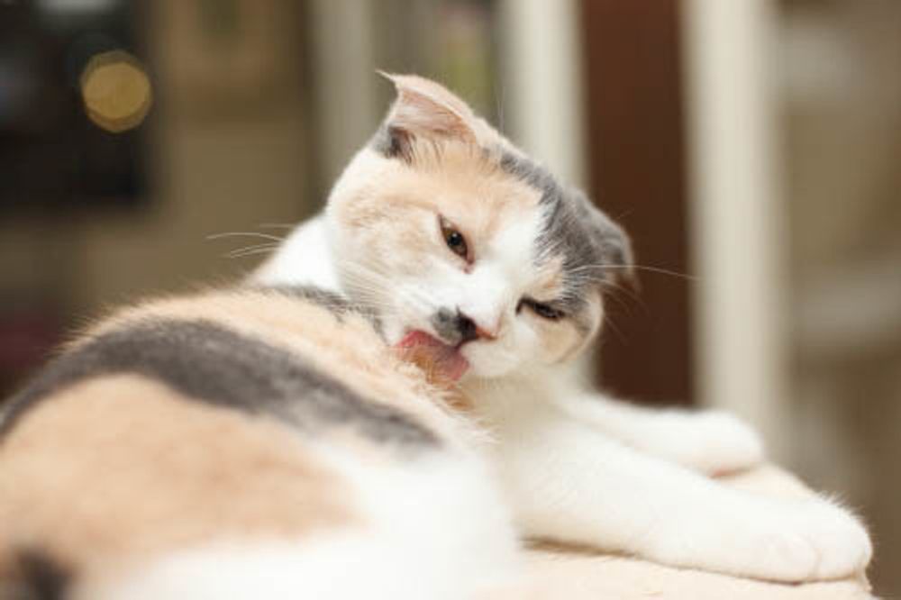 スコティッシュ フォールドの特徴と飼い方 可愛い画像いっぱい ねこのきもち 猫図鑑 ねこのきもちweb Magazine スコティッシュ フォールドの特徴と飼い方 可愛い画像いっぱい ねこのきもち 猫図鑑 ねこのきもちweb Magazine