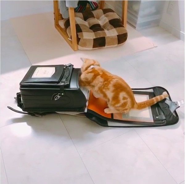 ランドセルで遊ぶニャンコ