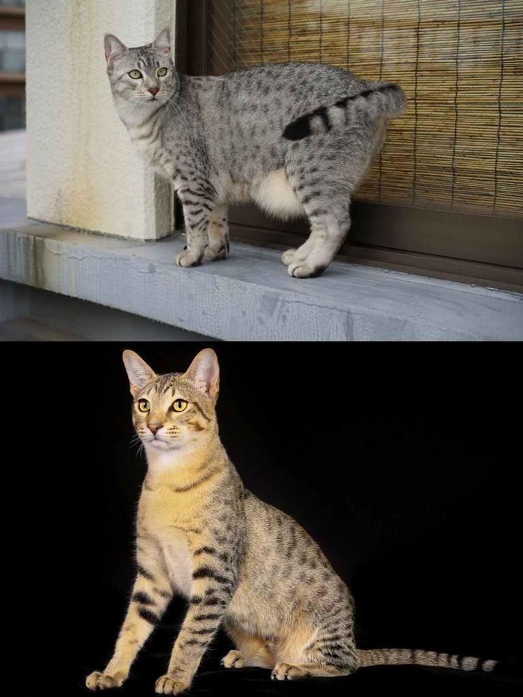 エジプシャン マウの特徴と飼い方 可愛い画像いっぱい ねこのきもち 猫図鑑 ねこのきもちweb Magazine エジプシャン マウの特徴と飼い方 可愛い画像いっぱい ねこのきもち 猫図鑑 ねこのきもちweb Magazine