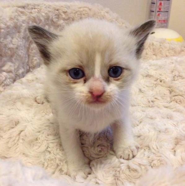 道路で保護された美しい子猫のシルくん