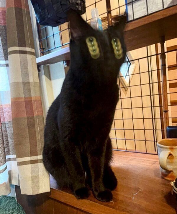 顔がブレブレなアビーちゃん