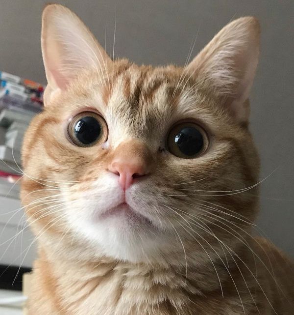 ハイタッチをする猫