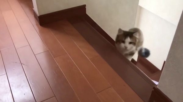 名前を呼ばれると必ずやってくる猫