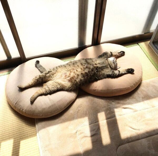 ヘソ天「バンザイ寝」をするこんぶちゃん