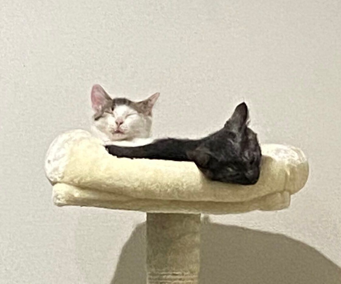 タワーのてっぺんで眠る猫たち