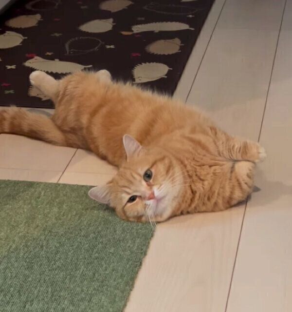 寝転がるぷーちゃん