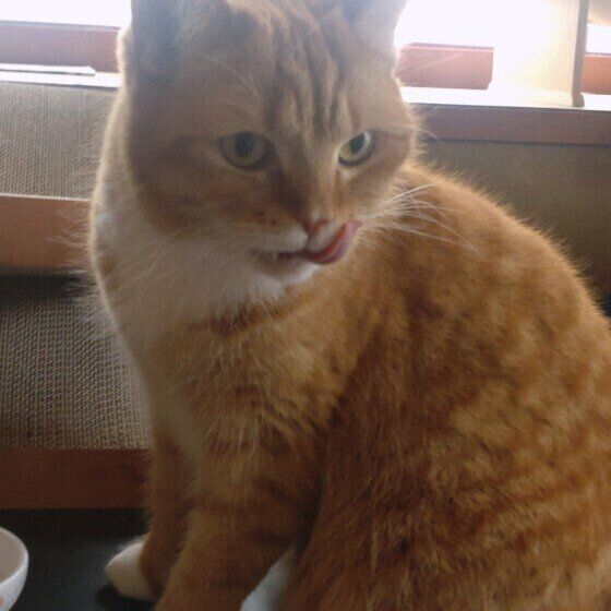 ペロリと舌を出すマンチカン