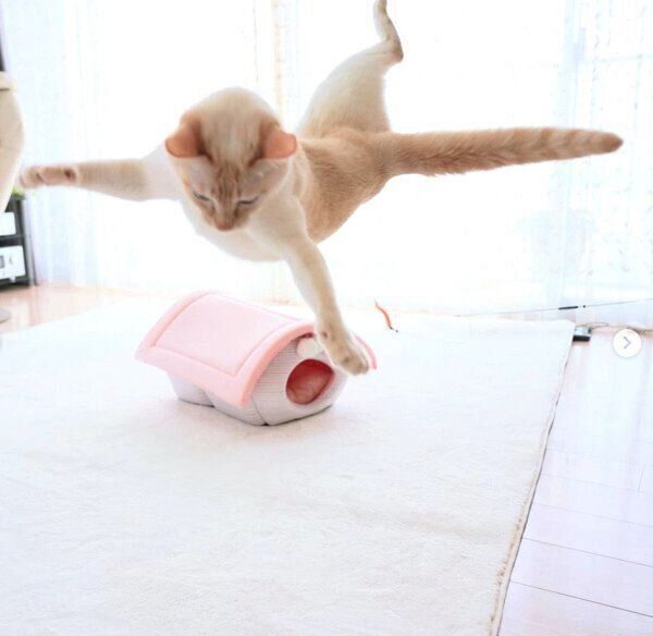 しっぽをピンとさせるチャコたん