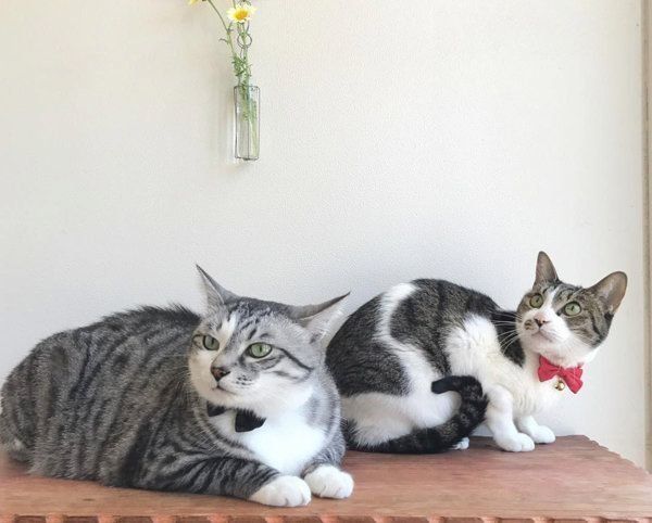 猫のうさこちゃんと春太郎くん