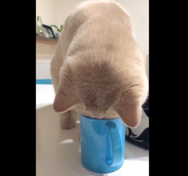 炭酸水のパチパチ音が気になるぽてとちゃん