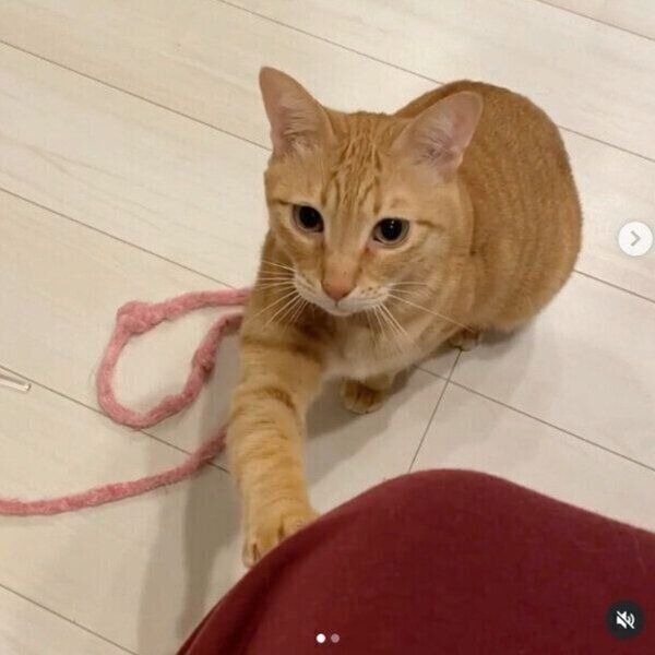 甘えるちのくん