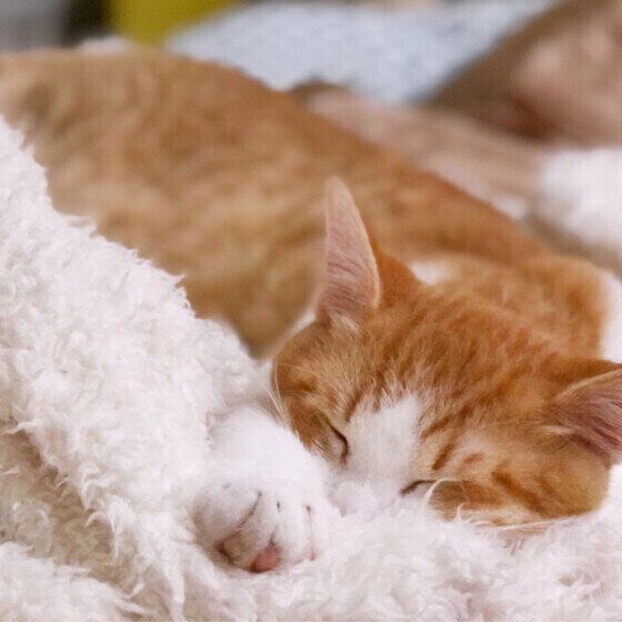 眠る麦ちゃん（MIX）