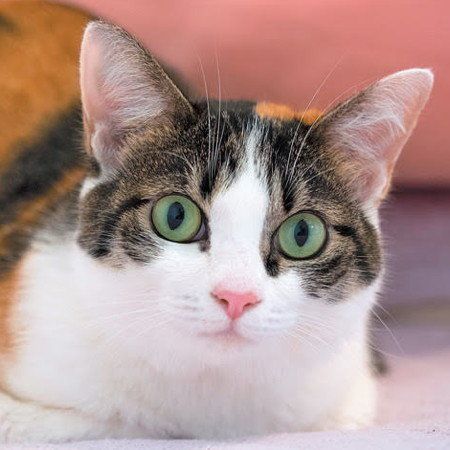 「ねこのきもち」2018年9月号