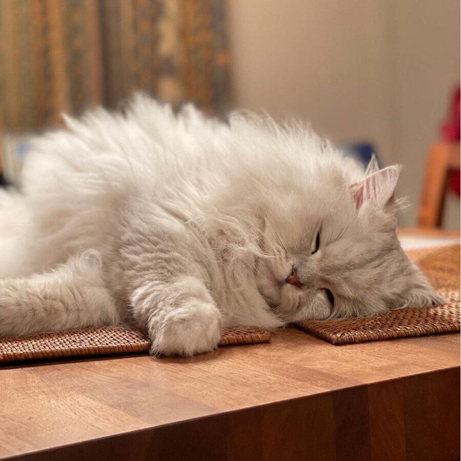 テーブルの上で眠るチンチラ