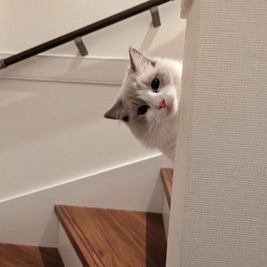 『だるまさんがころんだ』で遊ぶアモルくん