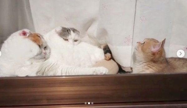 窓際で日向ぼっこするライくん・いとさん・カイくん