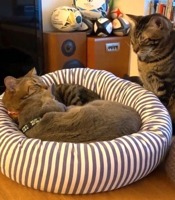 「猫団子」ができるまでの様子