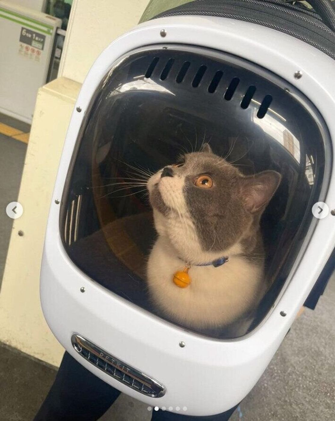 22年最新 猫用のリュック型キャリーケース 獣医師に聞いた選び方 使い方のコツ ねこのきもちweb Magazine 22年最新 猫用のリュック型キャリーケース 獣医師に聞いた選び方 使い方のコツ ねこのきもちweb Magazine