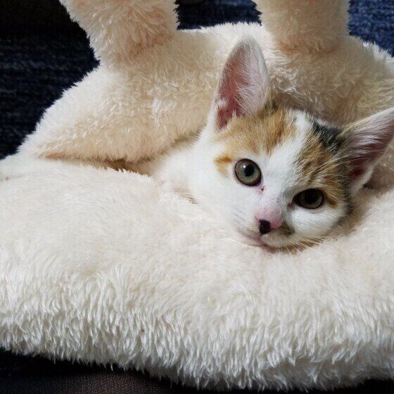 ふわふわのベッドで気持ちよさそうなジャパニーズボブテイル