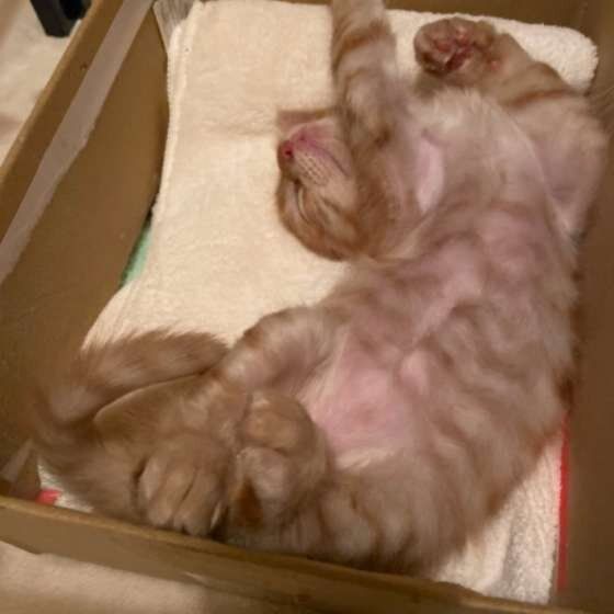 レオ　茶トラ　ヘソ天