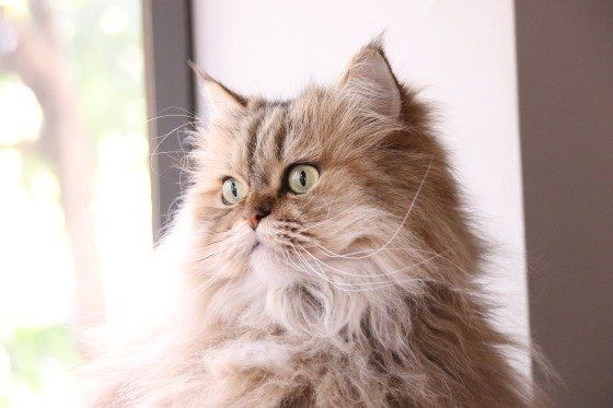 窓辺のペルシャ猫