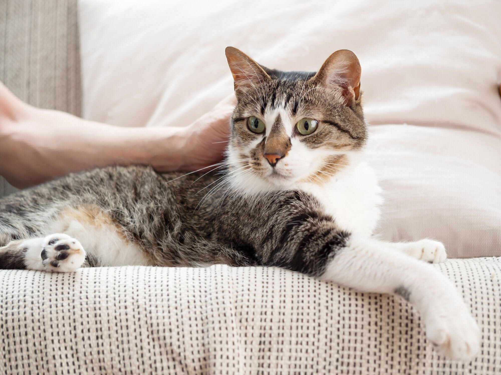 ソファで寝転ぶ猫