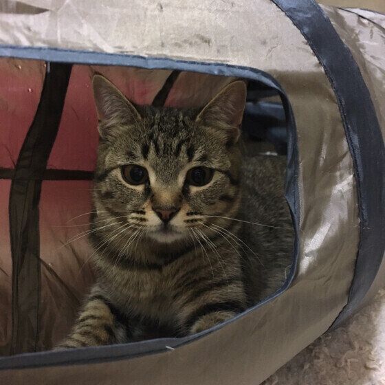 トンネルのすみに隠れるむぎちゃん