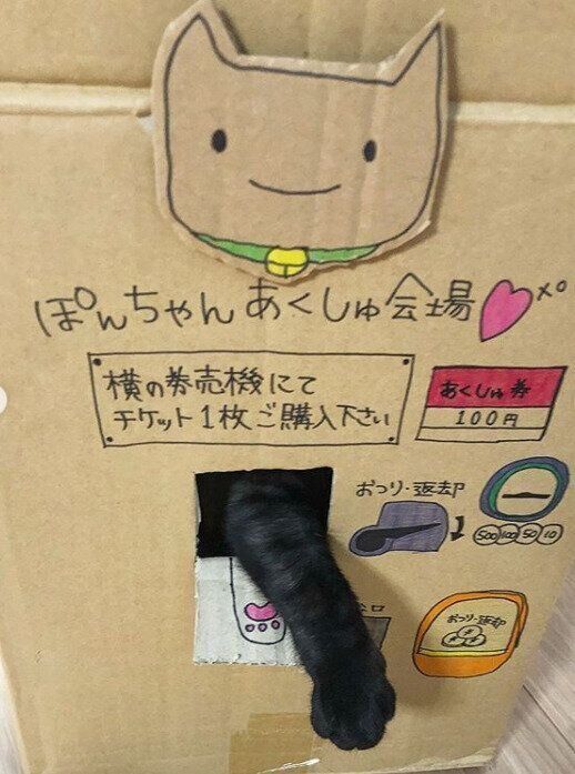 段ボールハウスから手を出す猫