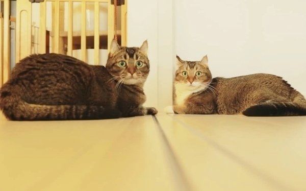 動きがシンクロする猫