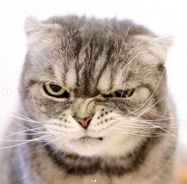 味のある表情を見せるスコティッシュフォールド