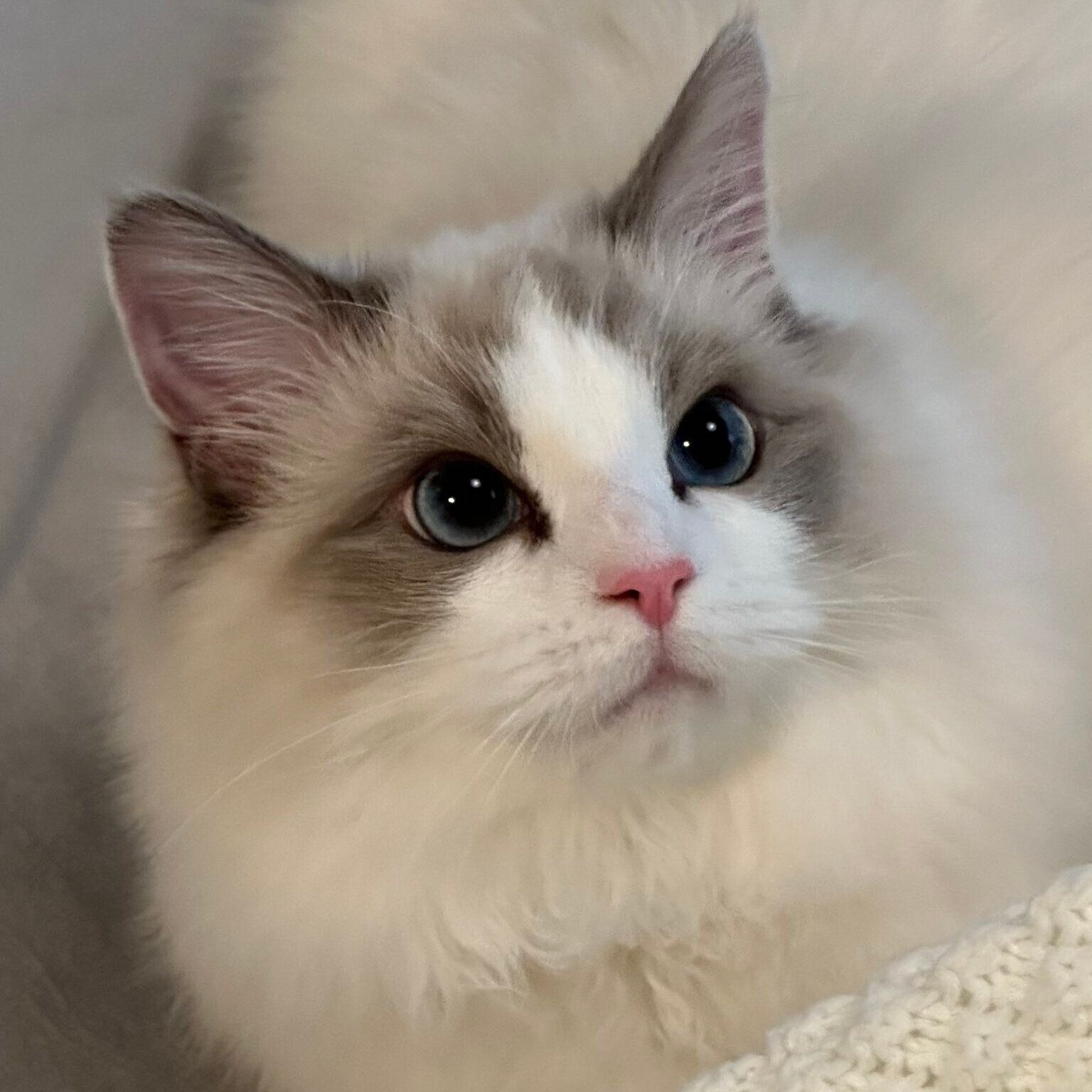 飼い主さんを見つめるせなちゃん