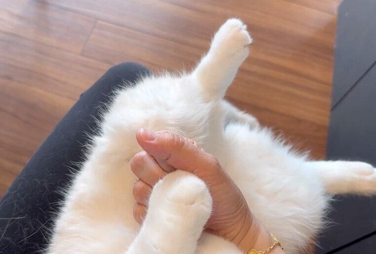 飼い主さんと「グーパー遊び」をするひるねくん