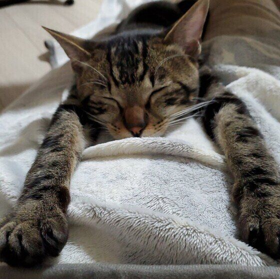 サバトラのこてつちゃん