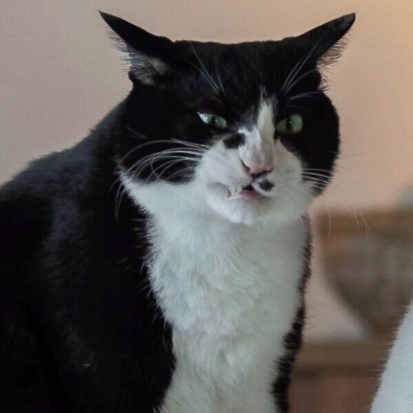 まるで悪魔みたいな表情のドッピオくん。