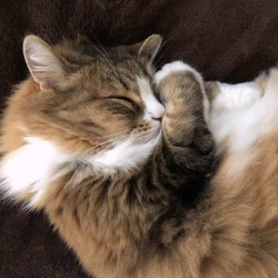 眠るノルウェージアンフォレストキャット