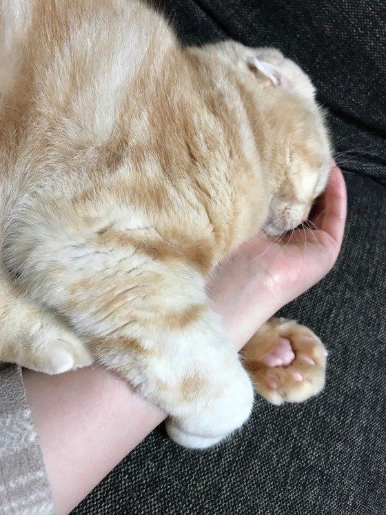飼い主の手をぎゅっとするスコティッシュフォールド