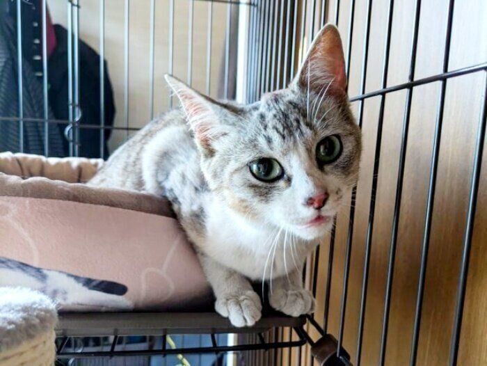 保護当時、ケージの中でカメラを見つめるあずきちゃん