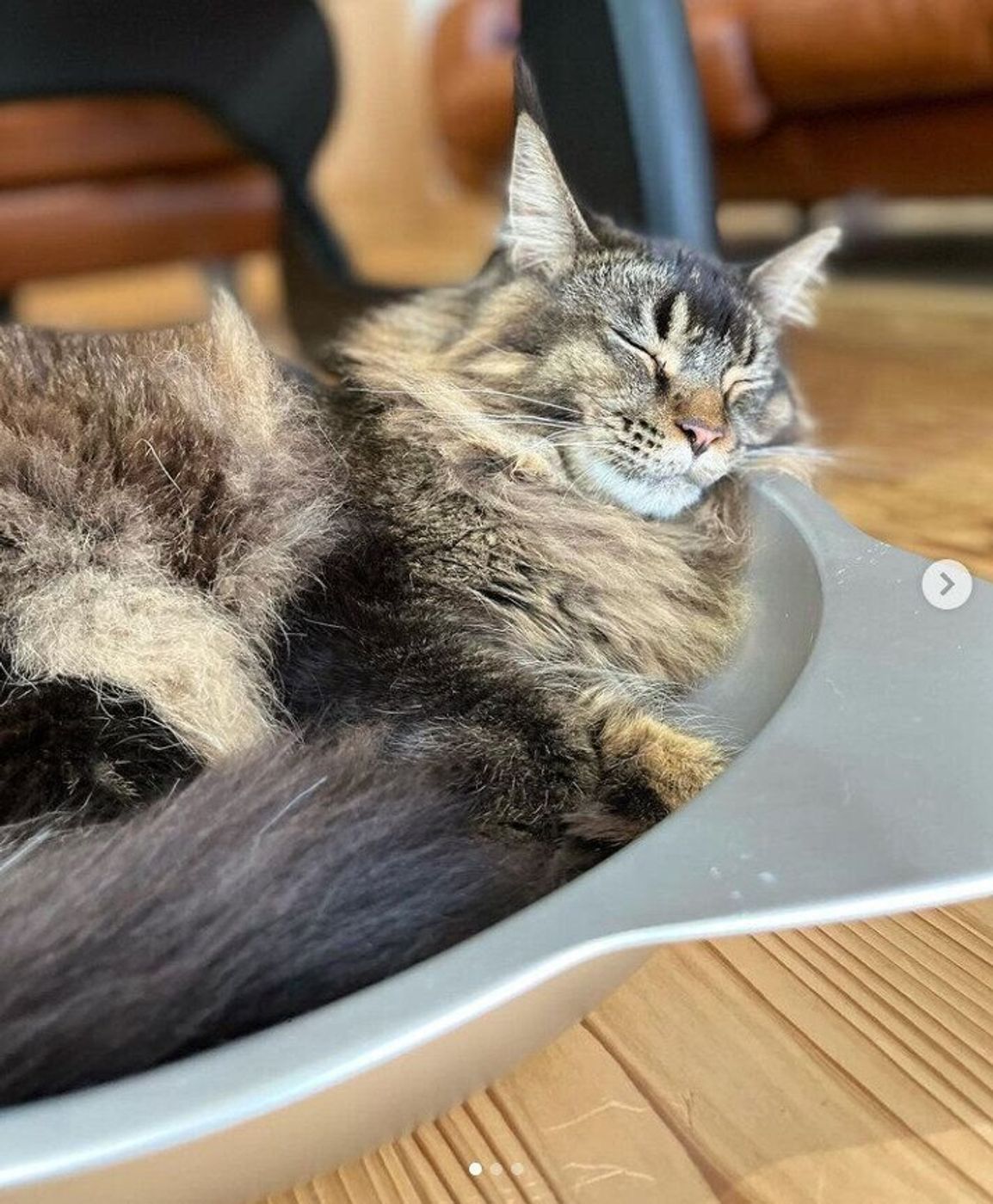 冷やし猫を始めました 話題のひんやりグッズで気持ちよく涼む猫たち ねこのきもちweb Magazine 冷やし猫を始めました 話題のひんやりグッズで気持ちよく涼む猫たち ねこのきもちweb Magazine