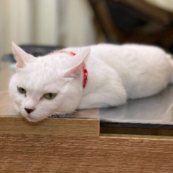 Mix（白）のシフォンちゃん♪