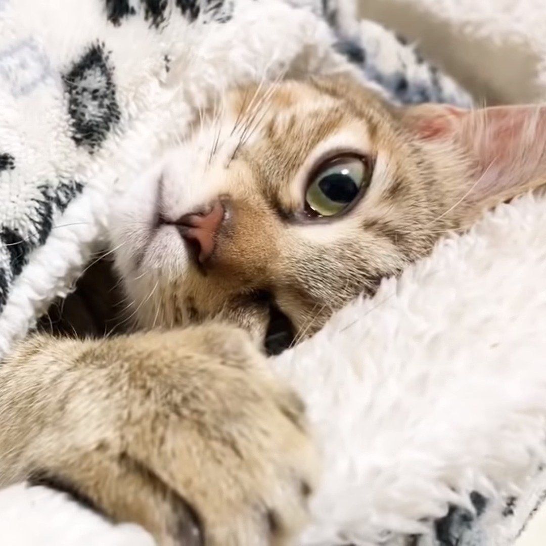 お布団をかけて寝る子猫