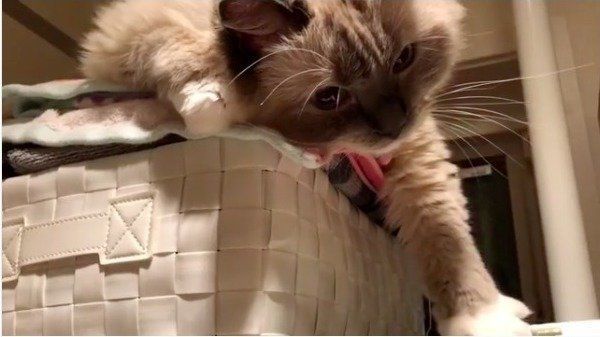 グーパーニャンコ