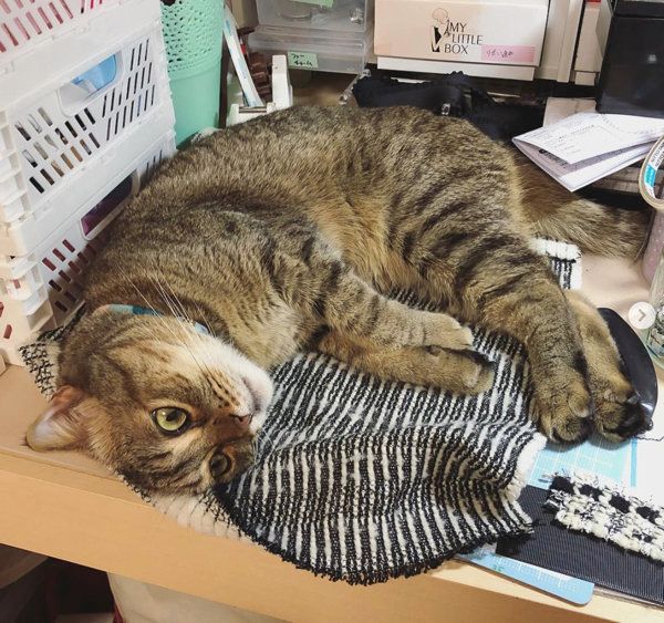 スコティッシュフォールドの琥珀ちゃん