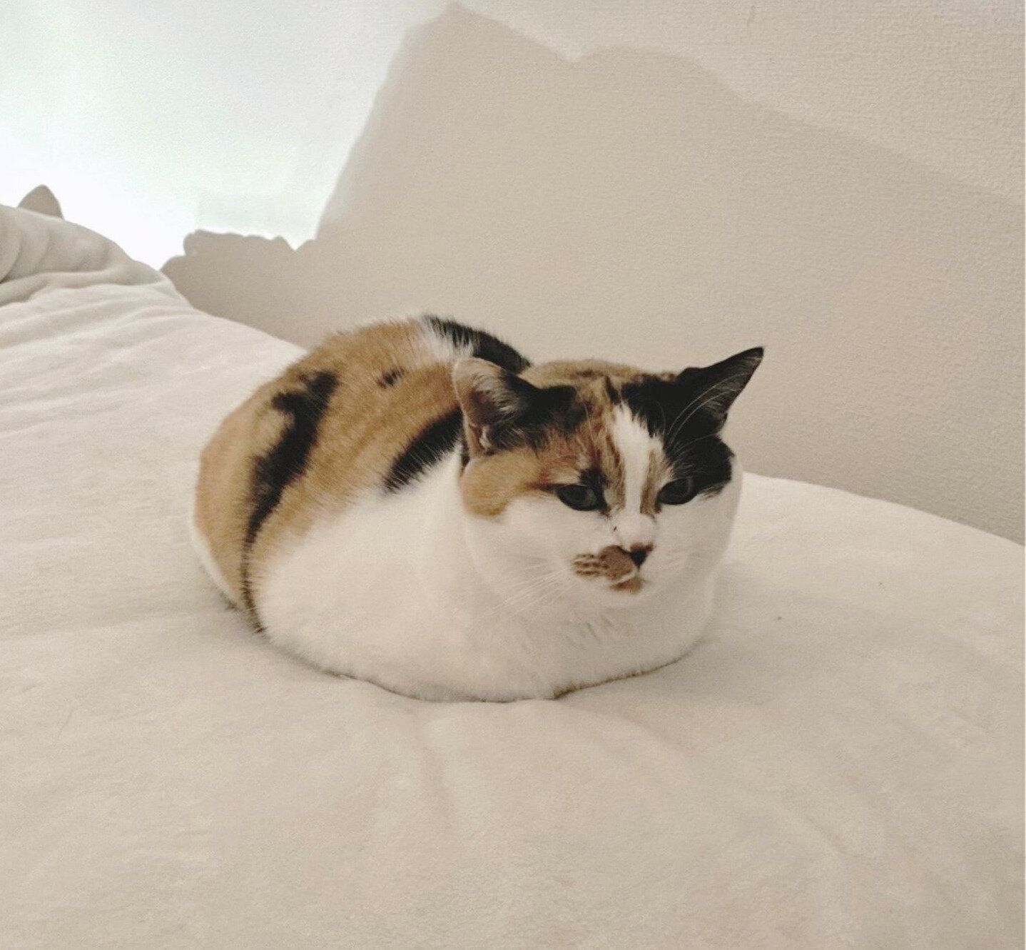 香箱座りするニャーちゃん