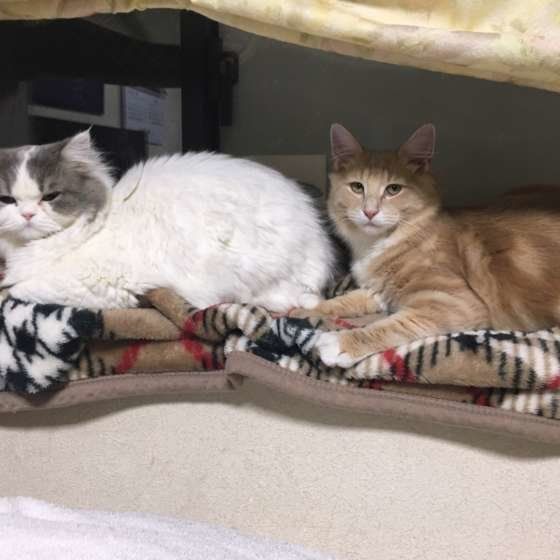 並んで寝る2匹の猫